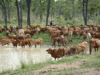 The first of 4000 cattle have been moved on to Queensland's newest beef research facility, Spyglass.