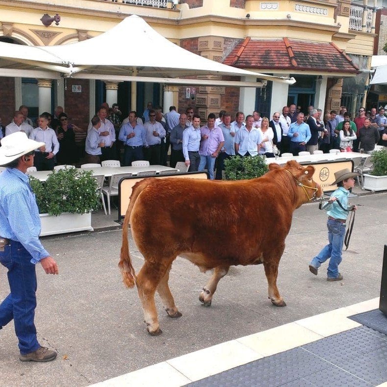 Billy Goetch parades the steer before a large crowd at the Brekky Creek yesterday, before he was knocked down to ALH's Bruce Mathieson for $21,000. 