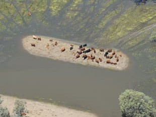 Cattle stranded by floodwaters in western NSW. Picture: NSW DPI
