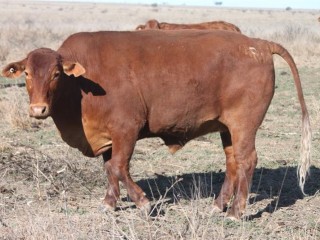 Similar cattle to those that have been reported stolen.