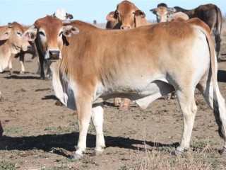 Similar cattle to those stolen from Yandarlo and Southampton Downs last year.