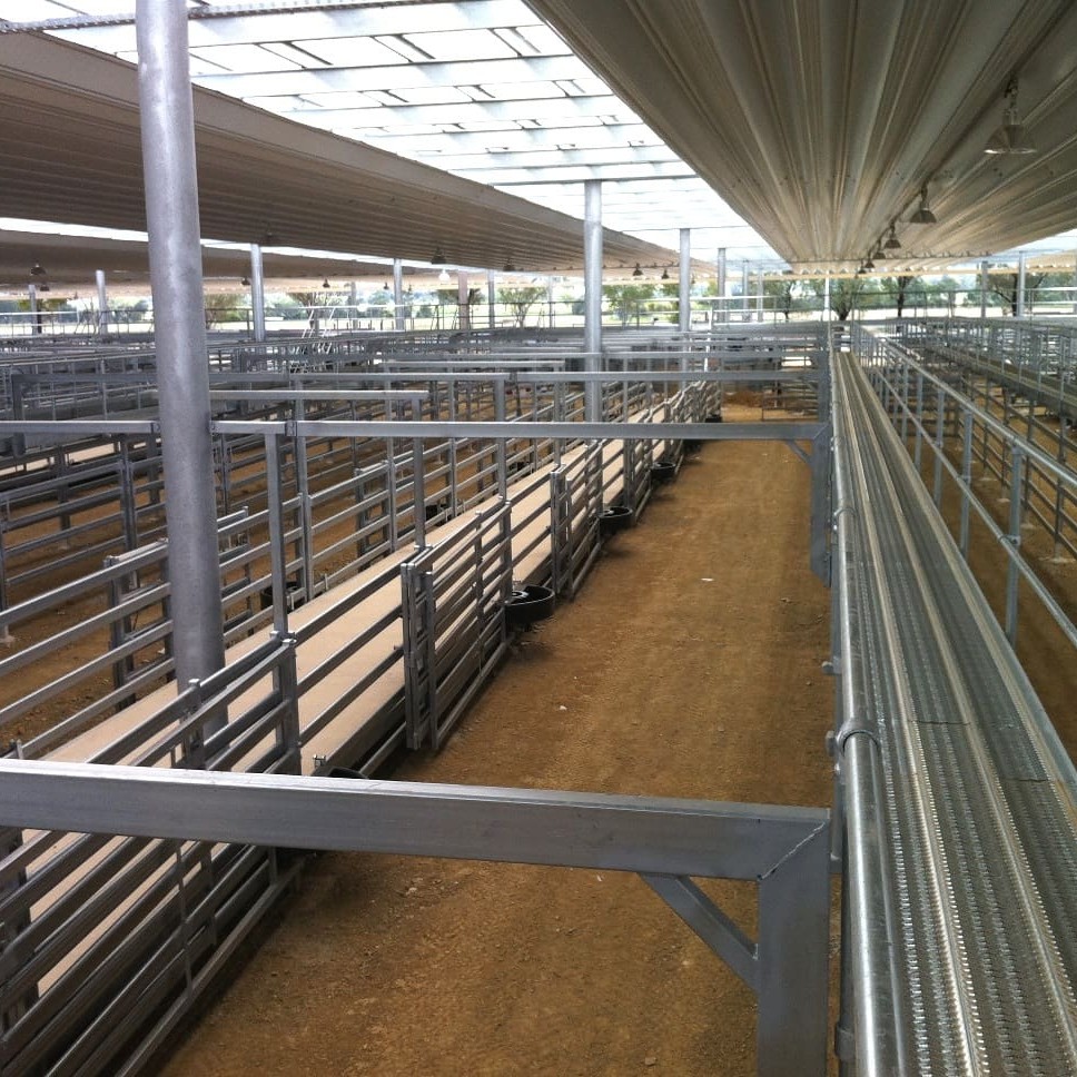 Tamworth's new selling pens can be easily reconfigured for different lot sizes, and the roofing includes clear panels for bright selling conditions