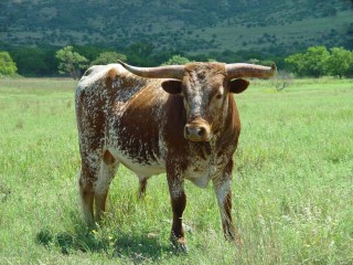 Spotted, mottled coats, such as this on a Texas Longhorn bull, can play a role in deterring biting flies, researchers have found. 
