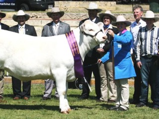 A full sister of the Thompsonâ??s heifer entry for Rocky was judged interbreed champion female at Perth Royal Show last year. She is pictured here with the Thompson family (right), judges Robert Sinnamon and Gary Noller and show official