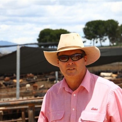 Elders Killara manager Tony Fitzgerald in the pens at the 20,000 head feedlot near Quirindi. 