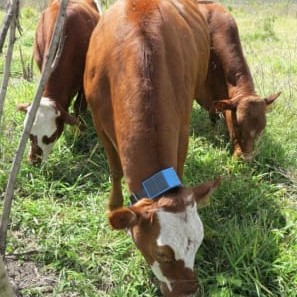 Solar-powered sensors monitor livestock performance