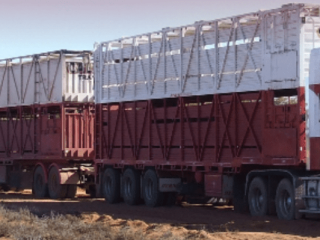 A Calomba Transport road train in pastoral South Australia.