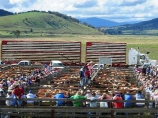 The gradual phase out of livestock transport by rail in Victoria by 1985 was one of the factors that contributed to the growth of O'Sullivans Livestock Transport.