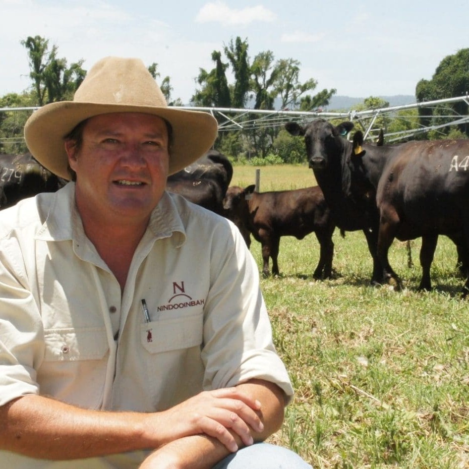 Nindooinbah general manager Nick Cameron with UltraBlack cows and calves