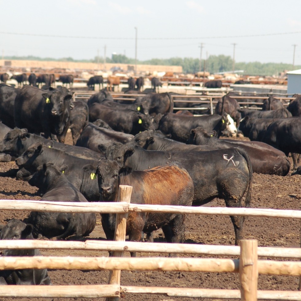 Up to 80 pc of US fed cattle receive a beta agonist feed additive, for productivity reasons 