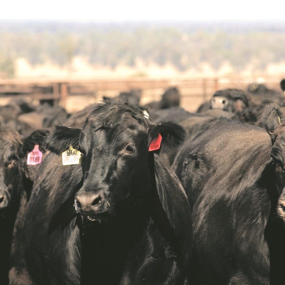 Wagyu x Angus F1s on feed at Stanbroke feedlot