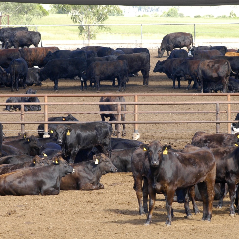 AA Co has close to 30,000 Wagyu on feed