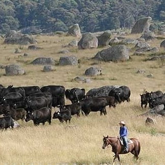 Typical granite outcrop country on Wattletop, where Angus breeders are used in Wagyu F1 programs.