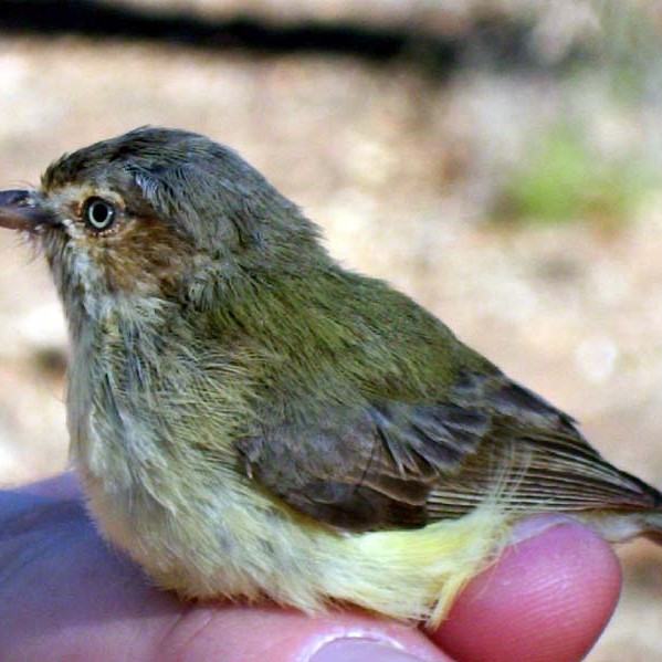 The weebill, Australia's smallest bird, is among species responding revegetation in southern Australia, often in suprrising numbers  to 