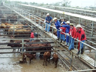 More than 50mm of rain was recorded during the Roma Store Cattle sale at Roma in Southern Queensland yesterday. Picture: Martin Bunyard