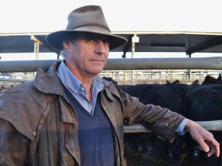 Teys Naracoorte Livestock Manager, David Woolard, pictured recently at the Mount Gambier saleyards.