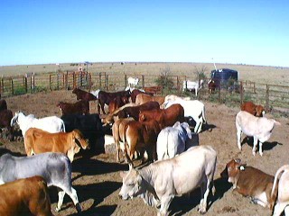 Images from a web-based remote camera monitoring cattle involved in the Richmond Beef Challenge.