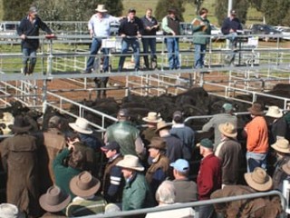 Selling action at the Yea in Victoria, which will host the Upper Goulburn Classic calf sale on Wednesday, January 11 and the Elders Blue Ribbon weaner calf sale on Friday, January 13. Picture: Murrundindi Shire Council 