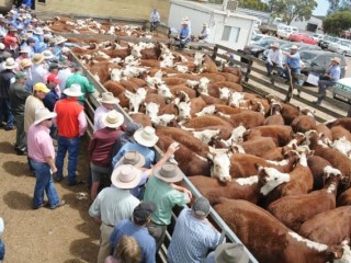 Selling action at a weaner sale at Hamilton in Victoria.