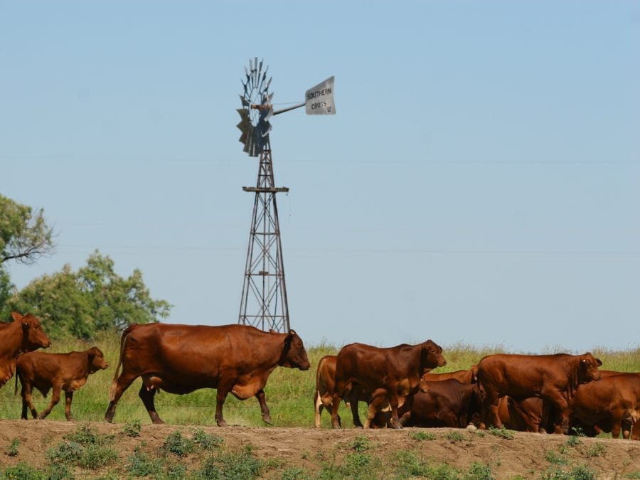 northern beef research update conference