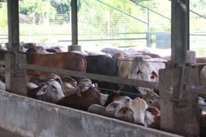 Australian cattle on feed in Elders 8000 head feedlot near Bandar Lampung in Sumatra.