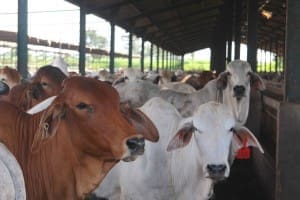 Australian steers on feed in Elders' Indonesian feedlot. 