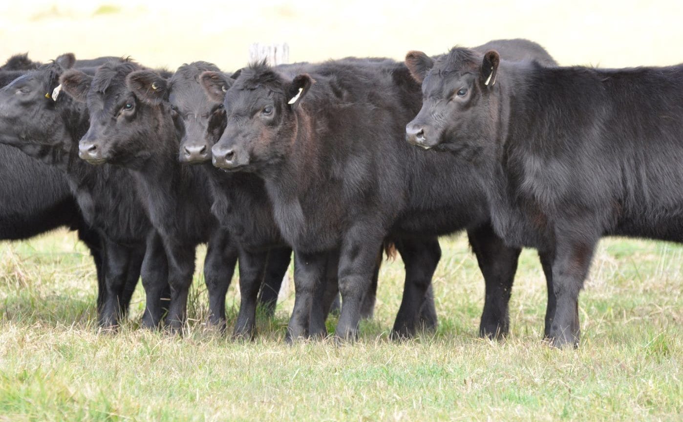 Preparing healthy weaner cattle for success – The respiratory advantage