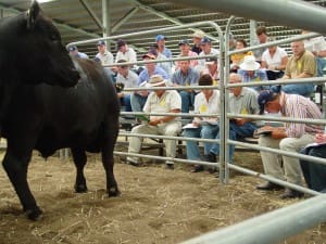 cattle-assessment-training-education