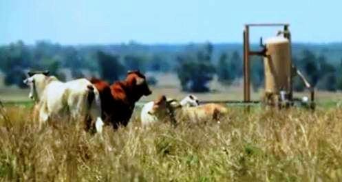 cattle-csg