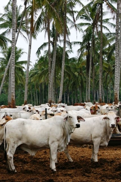 cattle-indonesia-2