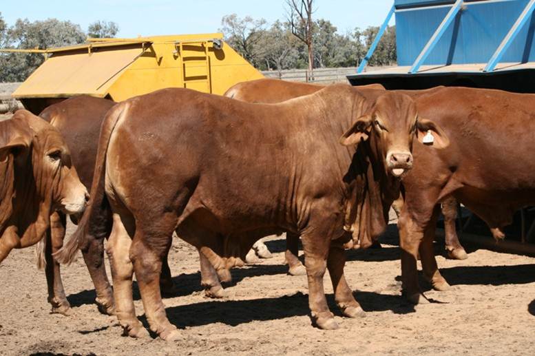 droughtmaster-bullocks-cattle-supplement