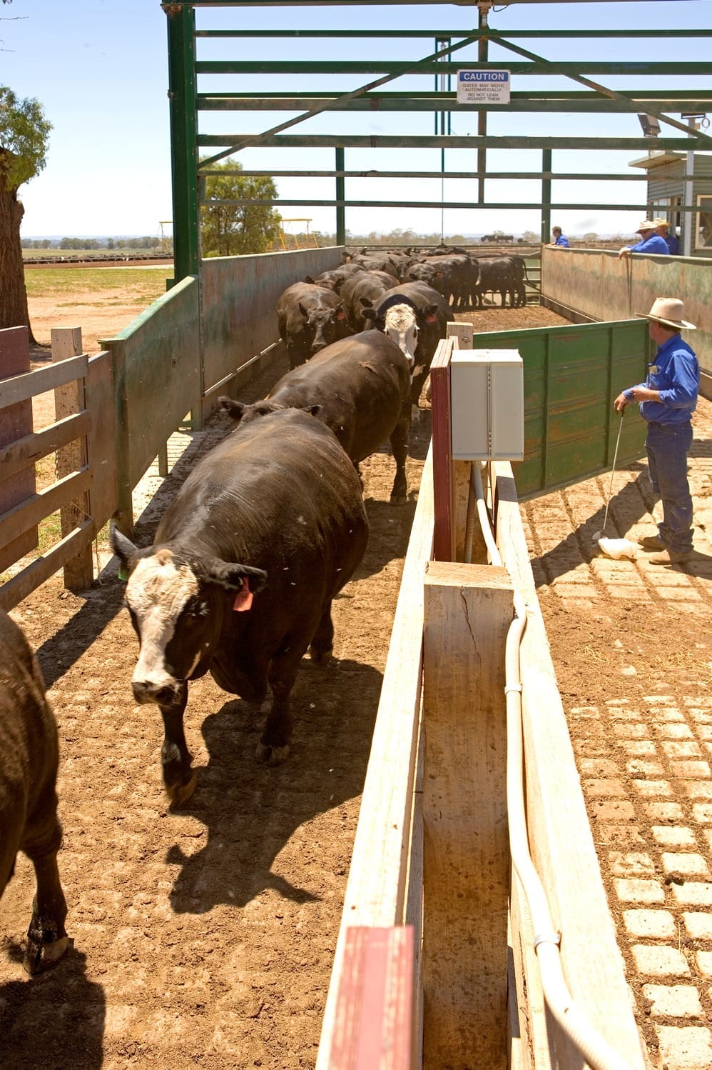 feedlot-cattle-southern-generic-3