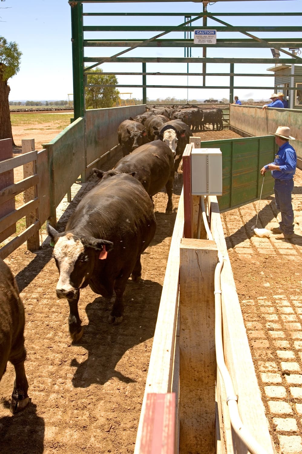 feedlot-grainfed-cattle-southern