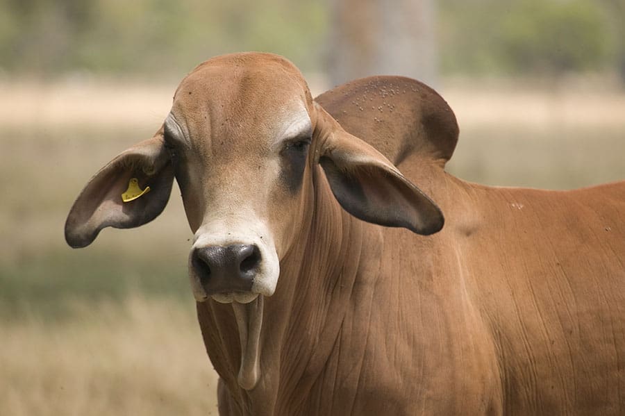 Brahman Stud Sales Calendar Beef Central