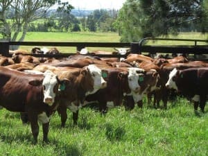 hereford-x-brahmans-web