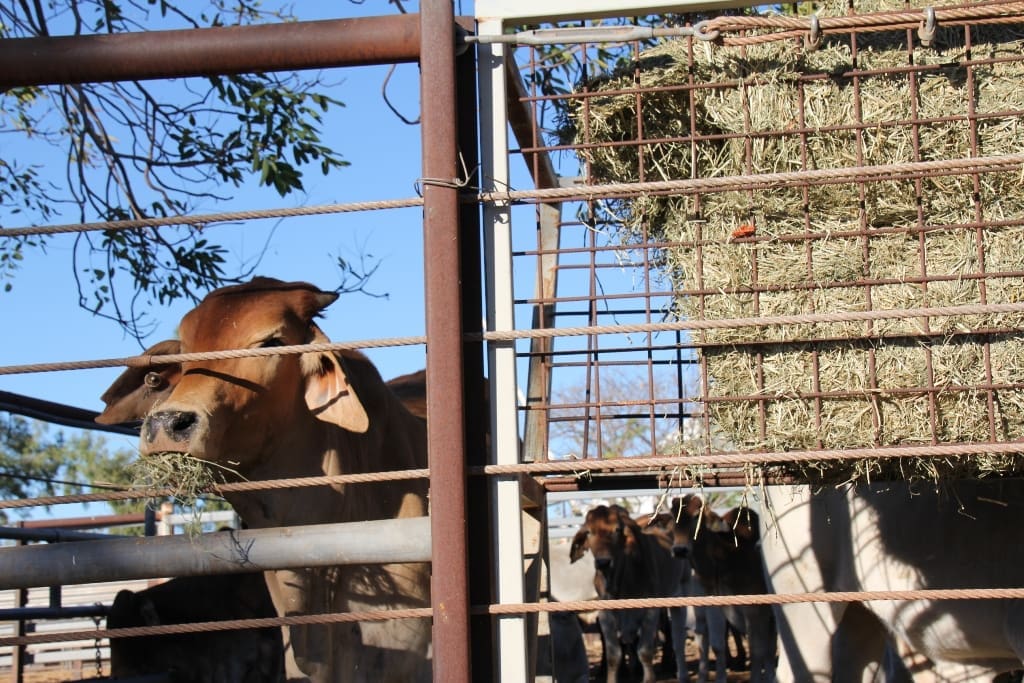 Brahman steers in an export yarding prior to shipping. 