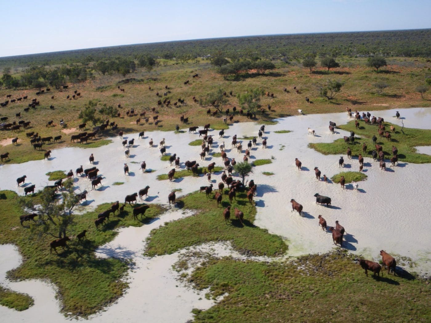 mustering-kidman-cattle