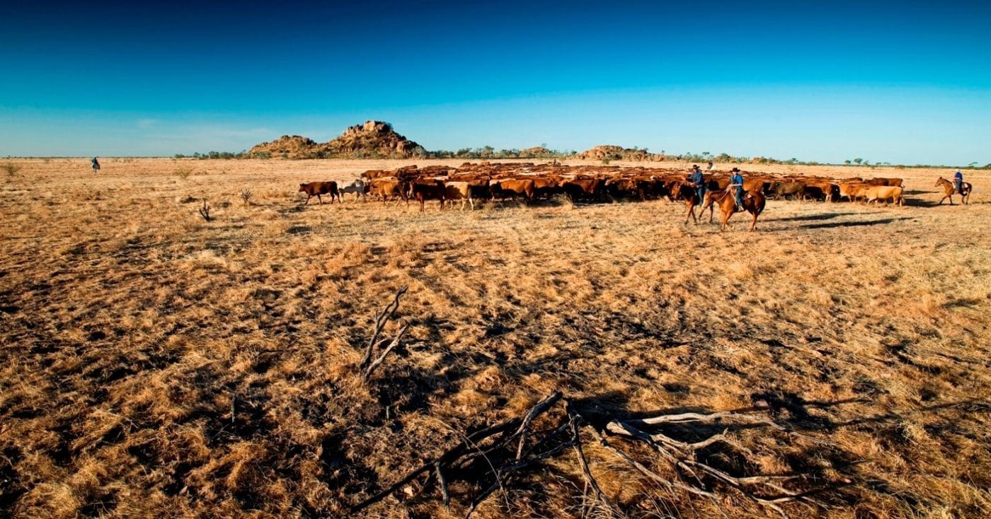 napco-boomarra-cattle-northern-copy