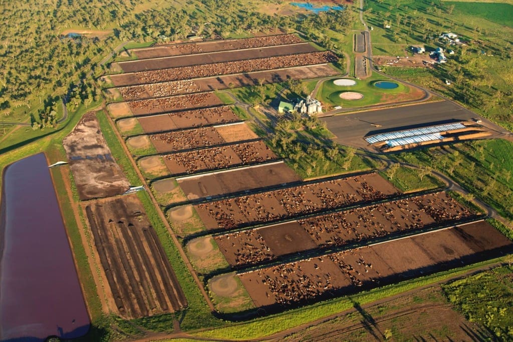 napco-wainui-feedlot-1