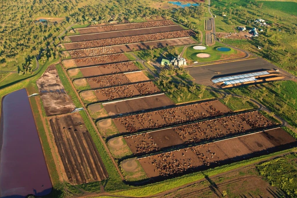 napco-wainui-feedlot-1