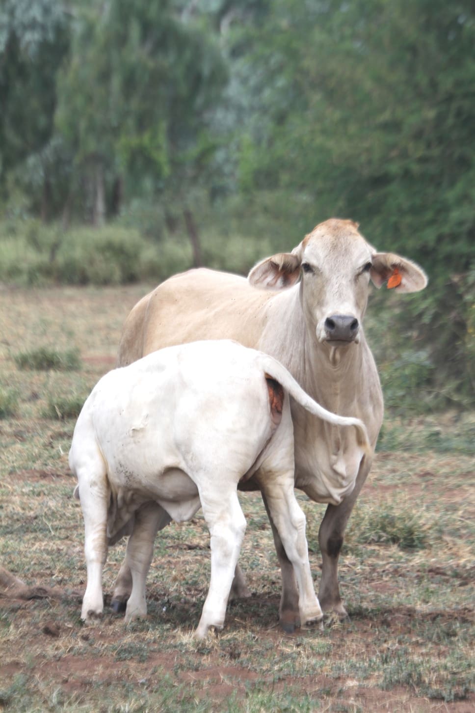 northern-crossbred-cow-calf-breeder-fert