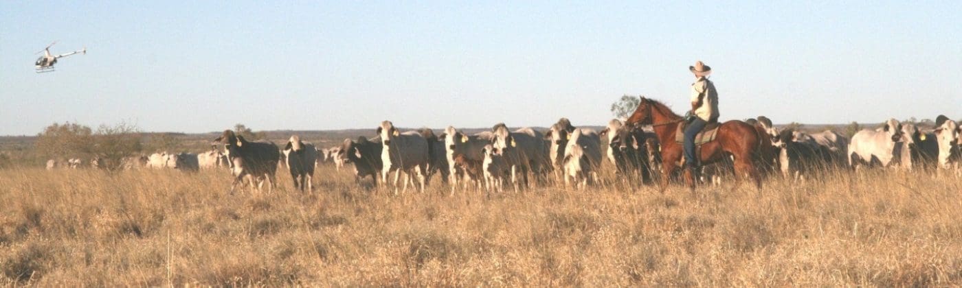 riveren-nt-cattle-grazing