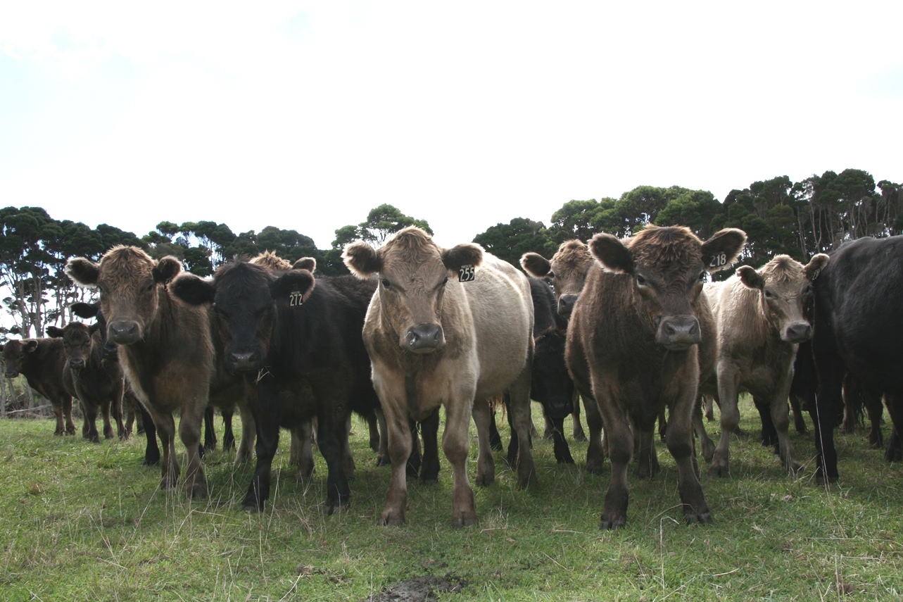 southern-young-cattle