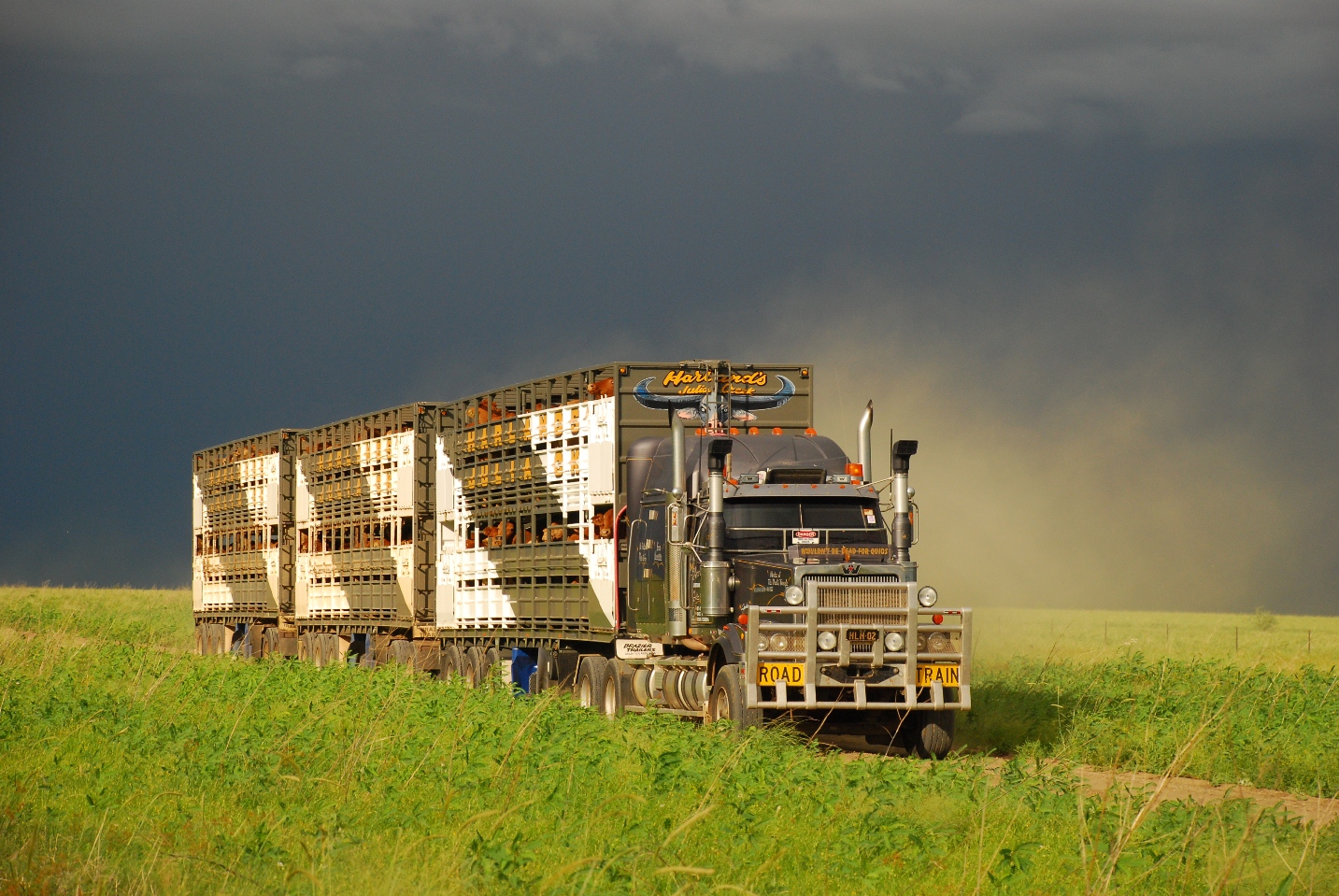 transport-trucking-livestock-northern