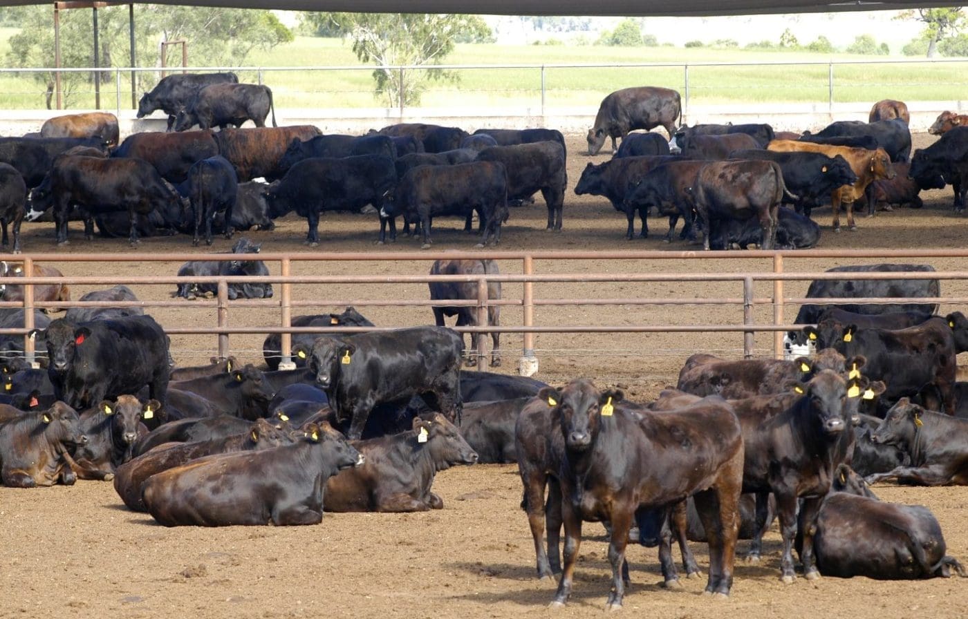 Top 25 No 9 Australian Agricultural Co Beef Central