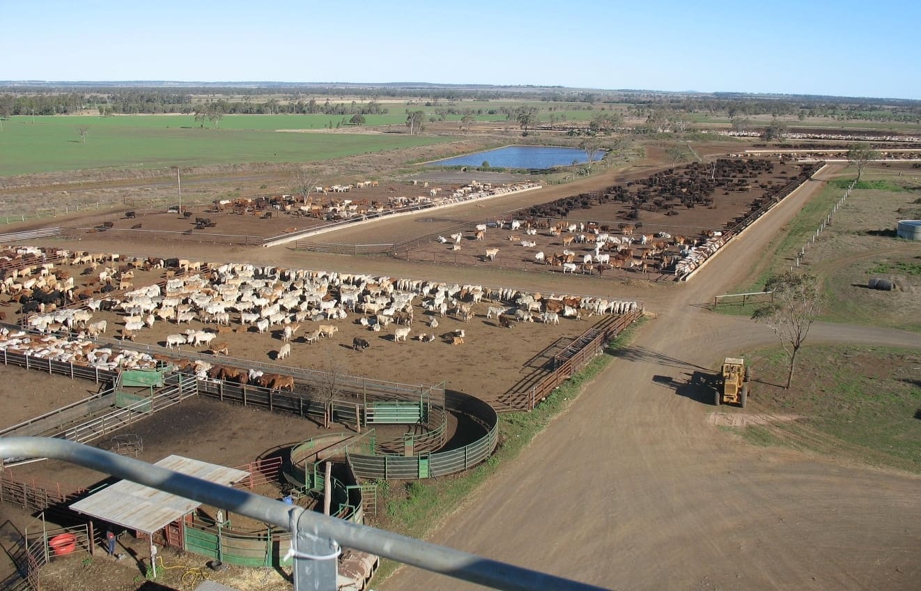 cattle feedlot business plan botswana