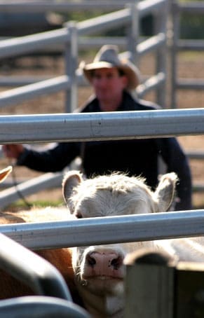 yards-cattle-saleyards