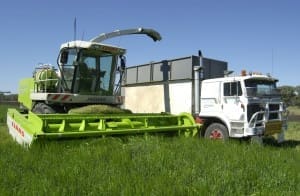 Forage silage harvest