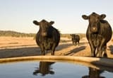 Angus cattle on water - Copy