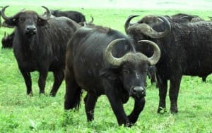 Buffalo